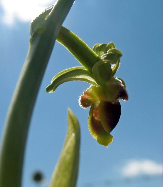 Ophrys scolopax